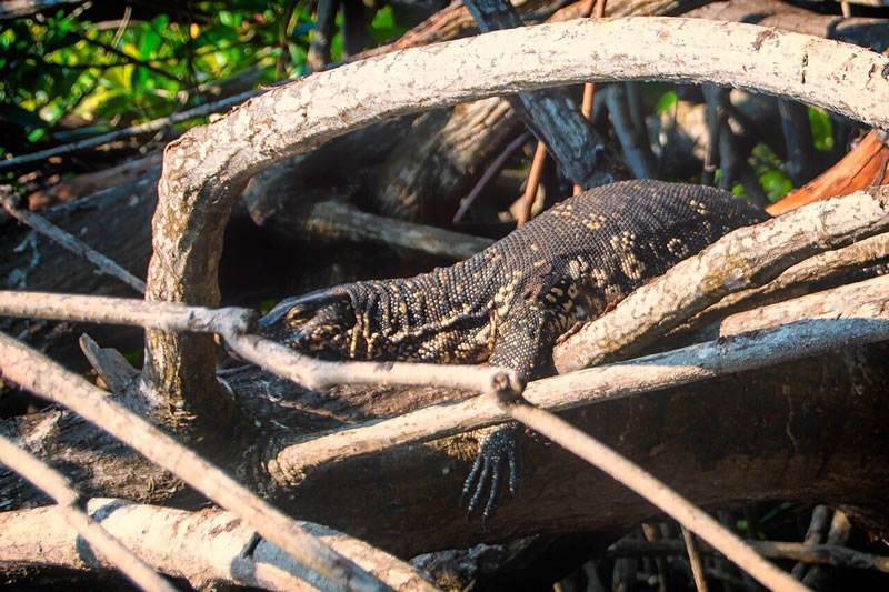 asian-water-monitor