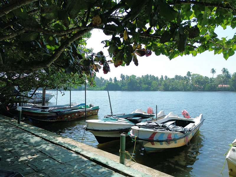 bentota-river-safari (1)
