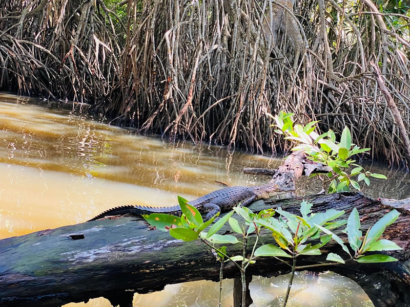 bentota-river-safari (5)