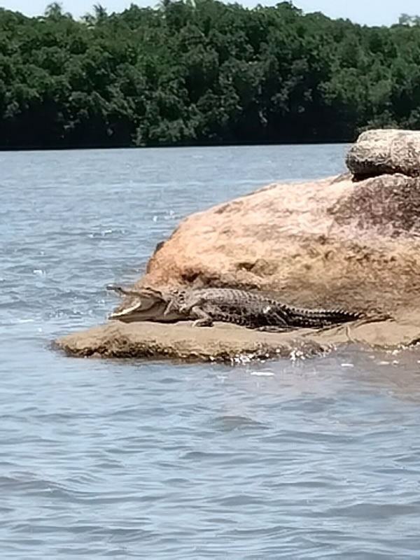 bentota-river-safari (6)