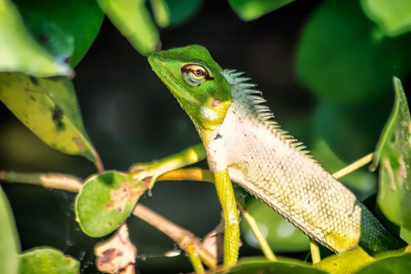 garden-lizard-or-changeable