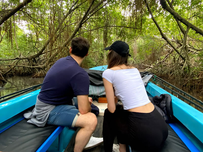 through-mangrove-forest